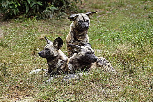 非洲野狗,非洲野犬属,成年,站立,草