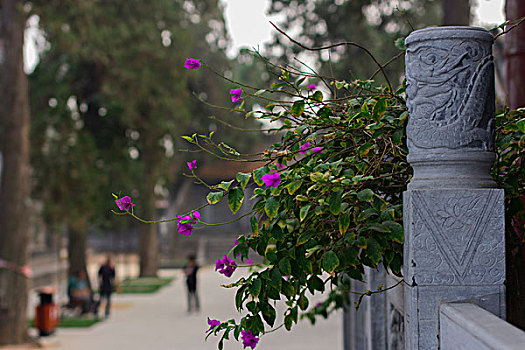 石柱鲜花