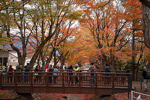 日本富士山河口湖红叶