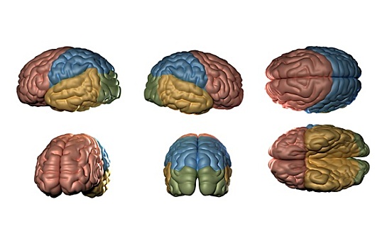 人脑,模型