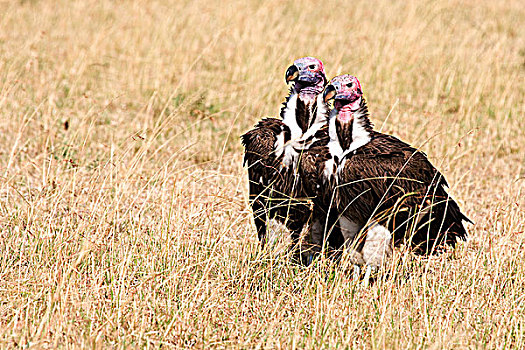 两个,秃鹰,靠近,杀,马赛马拉国家保护区,肯尼亚