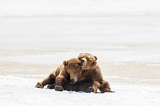 棕熊,幼兽,雪地,堪察加半岛,俄罗斯,欧洲