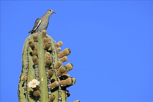 白翅鸽,鸽子,花,武伦柱,仙人掌,埃尔比斯开诺生物圈保护区,墨西哥