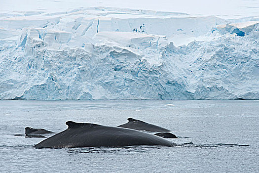 南极半岛,海峡,鲸,大翅鲸属,鲸鱼,游泳,并排