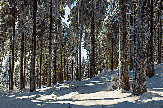 积雪,冬日树林,格罗塞尔,法兰克福,黑森州,德国