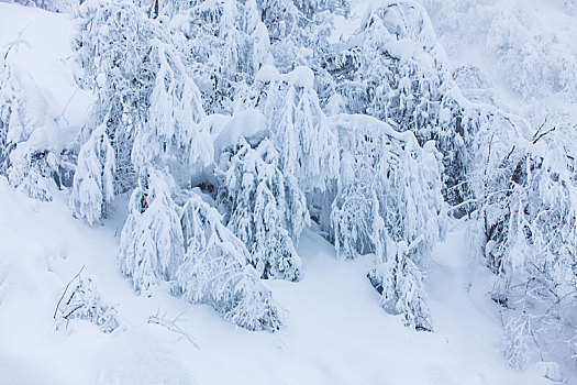 西岭雪山大雪的美丽风景