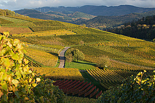 酿酒葡萄,葡萄园,靠近,陆地,区域,黑森林,背景,德国