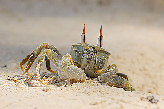 灵异,螃蟹,海滩,马埃岛,塞舌尔