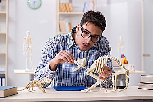学生,博士,学习,动物骨骼
