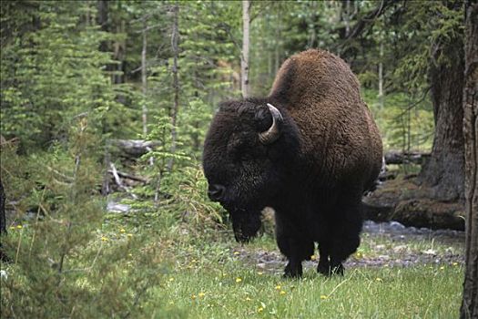 美洲野牛,野牛,伍德布法罗国家公园,艾伯塔省,加拿大