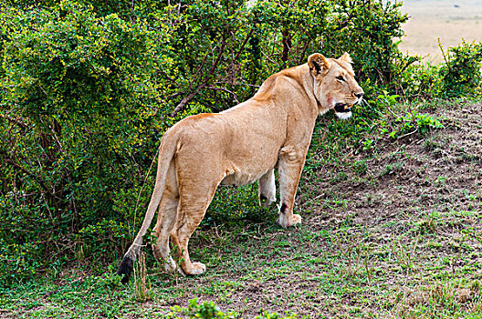 母狮,狮子,马赛马拉国家保护区,肯尼亚