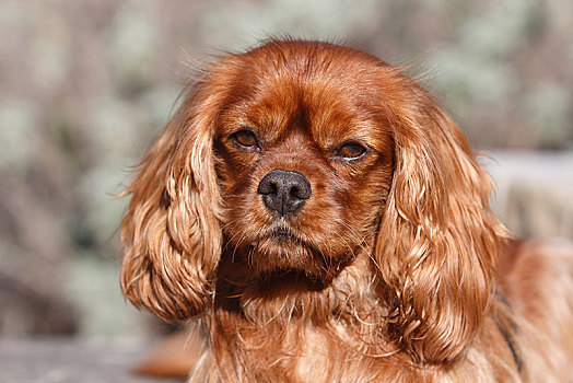 查尔斯王犬,雄性,6岁,头像,北莱茵威斯特伐利亚,德国,欧洲