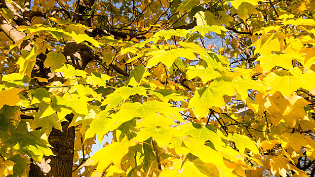 秋天,树,黄叶