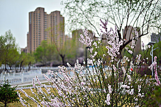 城市景观--公园图片,春色