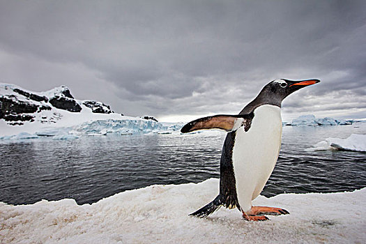 南极,岛屿,巴布亚企鹅,走,积雪,海岸