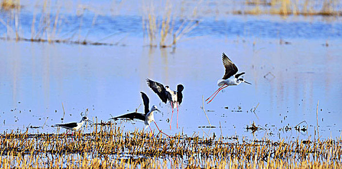 湿地鹬鸟