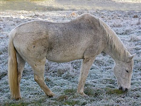 马,冰冻,草地