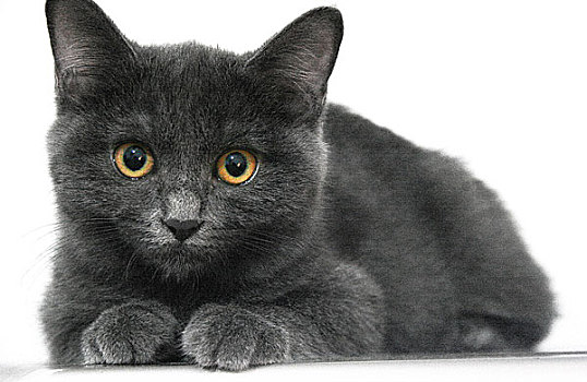 英国短毛猫,蓝灰色