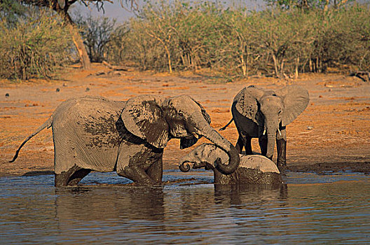 非洲象,母亲,帮助,幼兽,困住,博茨瓦纳
