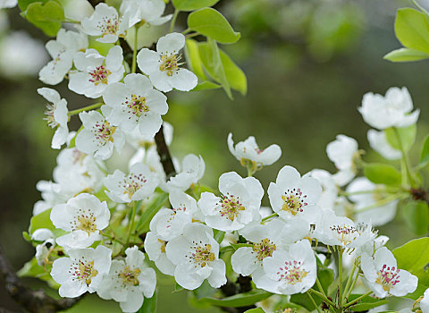 梨树,花,春天,特写,巴伐利亚,德国,欧洲