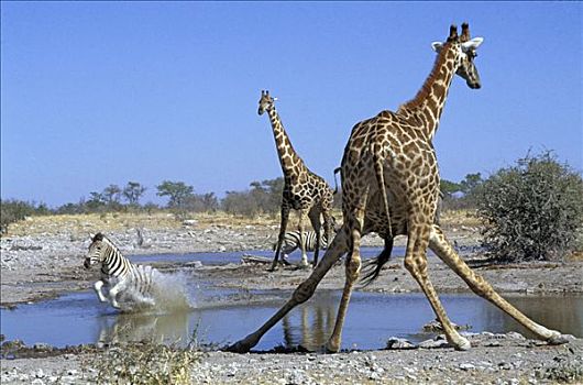 两个,长颈鹿,跑,斑马,马,埃托沙国家公园,纳米比亚