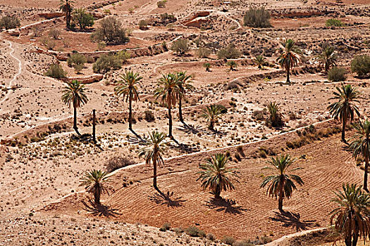 风景,棕榈树,树,靠近,迈特马泰,突尼斯,区域,北非,非洲