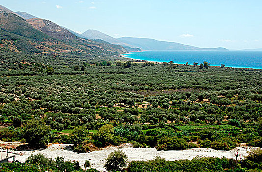 阿爾巴尼亞,橄欖林,靠近,海灘