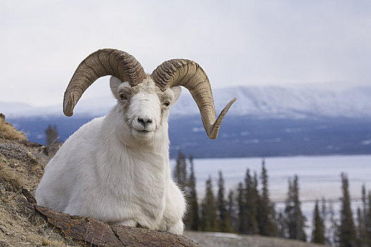 野大白羊,绵羊,山,远眺,克卢恩湖,克卢恩国家公园,育空地区,加拿大