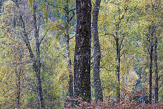 自然风光,秋天,树,木头,苏格兰
