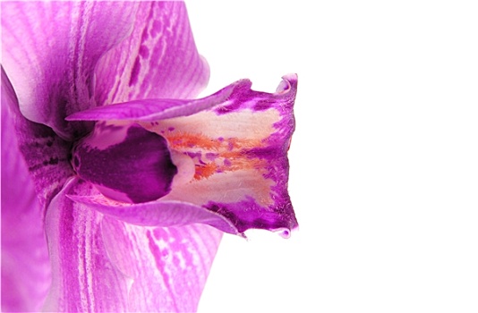 紫罗兰,兰花
