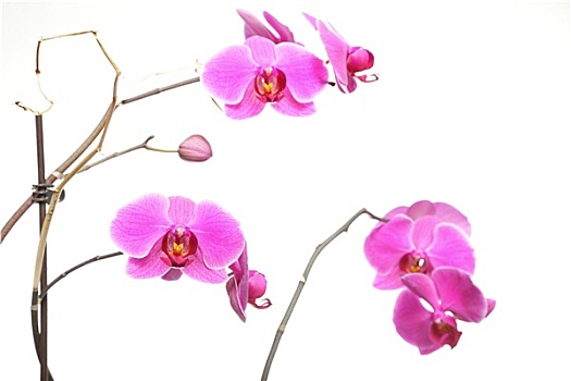 蝴蝶兰属,紫色,兰花,白色背景,背景