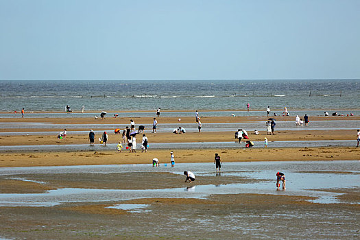 夏日赶海拾贝如同赶大集,这个赶海园人气鼎盛超治愈