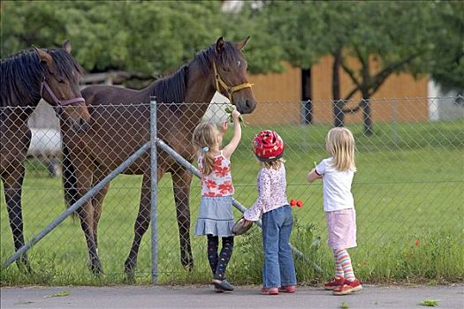 小,女孩,喂食,马