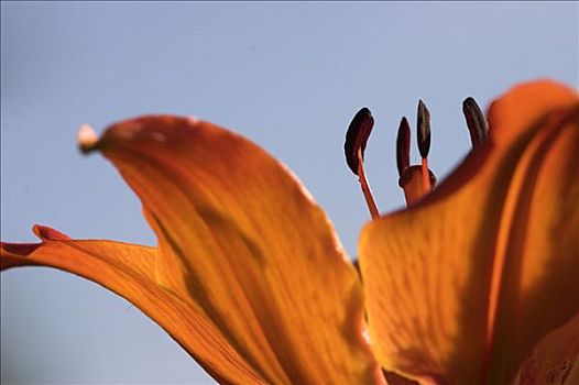 特写,野花