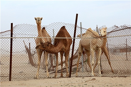 单峰骆驼,骆驼,后面,栅栏,卡塔尔,中东