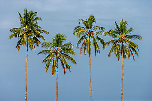 椰树,死水,喀拉拉,印度