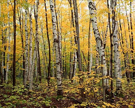 桦树,树林,阿尔冈金省立公园,安大略省,加拿大