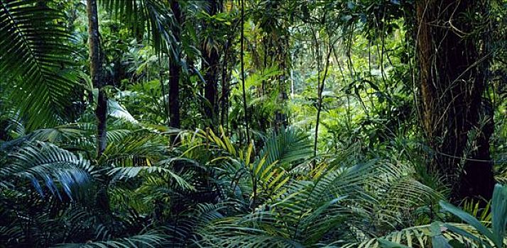 热带雨林,澳大利亚
