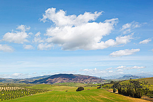 农田,风景,靠近,马拉加,西班牙