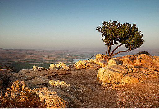 孤木,远眺,乡村,以色列