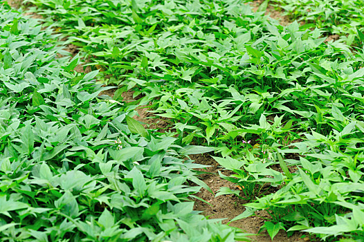 甘薯,作物,生长,花园