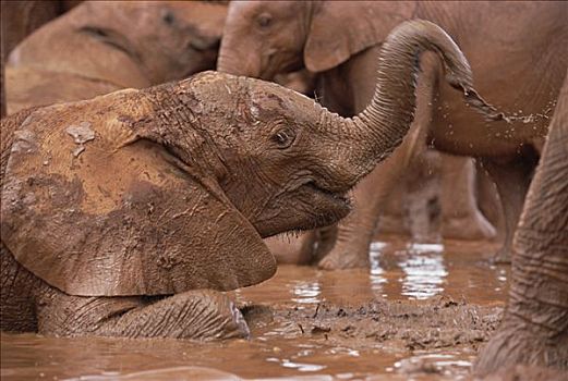 非洲象,喷,泥,浴室,东察沃国家公园,肯尼亚