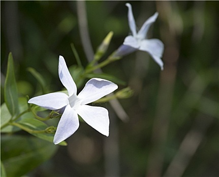 白色,长春花属植物