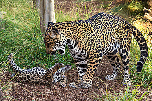 美洲虎,美洲豹,幼兽,玩,母亲