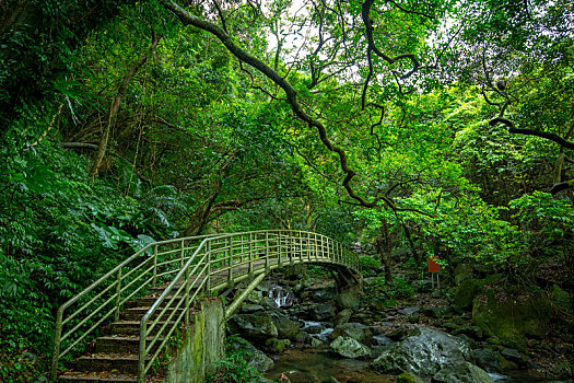 翠绿的森林步道,溪谷上的拱桥