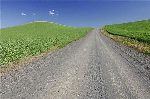 碎石路,麦田,靠近,乡野,美国