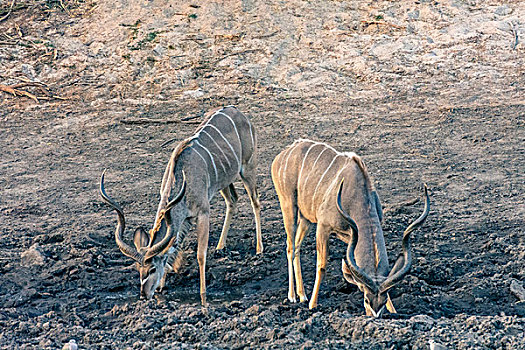 博茨瓦纳,乔贝国家公园,萨维提,大捻角羚