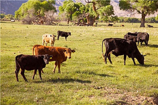 母牛,牛,放牧,加利福尼亚,草地