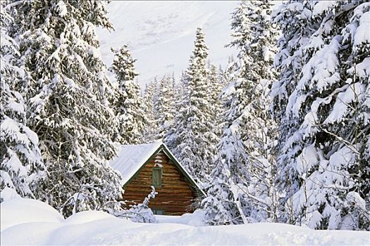 木屋,隐藏,积雪,云杉,树林,休憩之所,冬天,基奈,阿拉斯加