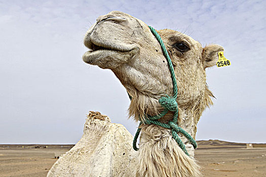 非洲,摩洛哥,梅如卡,却比沙丘,撒哈拉沙漠,骆驼,特写